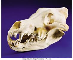 Maybe you would like to learn more about one of these? Timber Wolf Skull Zoology Osteology Lot 41274 Heritage Auctions