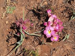 Image result for Harveya