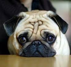 Love Love Love That Face Pugs Cute Pugs Baby Pugs