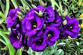 Image result for eustoma Balboa
