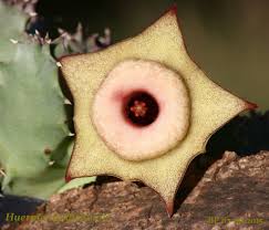 Image result for Vernonia tanganyikensis