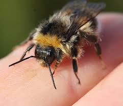 Image result for Bombus jonellus