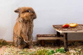 Das löwenkopfkaninchen oder löwenmähnenkaninchen ist eine zwergkaninchenrasse. Lowenkopfkaninchen Alles Rund Um Die Haltung Und Pflege Zooplus