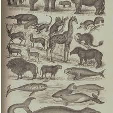 But dee refused to eat the heart of lewen, the prince of erenbur, after falling in love with him. Pdf On Mermaids And Manatees A First Approach To The Evolution Of Natural History Images In Early Modern Times