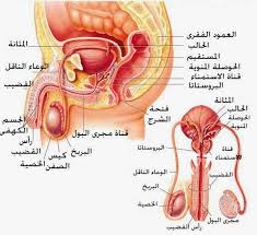 التهاب البروستات المزمن و قد يكون سببه عدوى بكتيرية او اضطرابات في منطقة الحوض حيث يستمر التهاب البروستات لمدة تتجاوز 3 أشهر ولكن يكون أقل حدة من الالتهاب الحاد. Ø¹Ù„Ø§Ø¬ ØªØ¶Ø®Ù… Ø§Ù„Ø¨Ø±ÙˆØ³ØªØ§ØªØ§