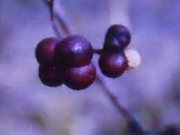 Image result for Grewia avellana