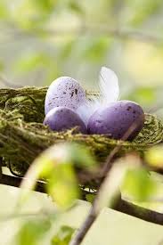 Birds That Lay Eggs On The Ground Wow Never Saw Purple Birds Eggs Bird Eggs Bird Nest Seasons