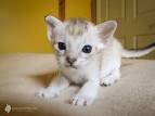 Singapura Cat Breeders in the United States | Available ...