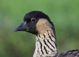 This bird is native to the hawaiian islands. Hawaii State Bird Nene