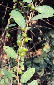 Image result for Bridelia ripicola