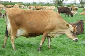 Jersey Cattle Wikipedia