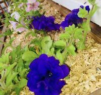 Don't forget to feed your yard with our quality manderly fertilizer. Organic Buy Or Sell Plants Seeds Fertilizer Soil Locally In Edmonton Area Kijiji Classifieds