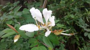 Image result for Bauhinia bowkeri