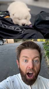 Extinct Dire wolf reruns after 10,000 years!