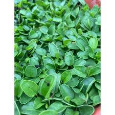 Image result for Falkia