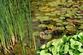 Put a fence around any ponds or pools in your garden. How To Remove Pond Sludge Water Garden Advice