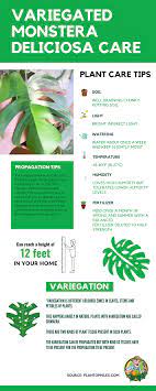 Variegated Monstera Deliciosa Care Monstera Deliciosa Care Plant Care Houseplant Monstera Deliciosa