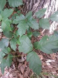 Poison Ivy Poison Oak And Virginia Creeper Poison Oak Virginia Creeper Ivy Plants