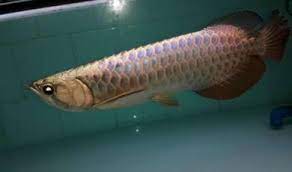 Arowana is a global b corp certified group that has a number of operating companies and investments, including in electric vehicles, renewable energy, vocational education, technology and software, road infrastructure services and impact asset management. Long Yu Arowana Wholesale Pro Niaga Store On Mudah My