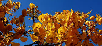 Image result for Combretum adenogonium