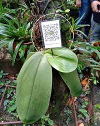 •warna bunga yang lebih menarik. Anim Agro Technology Orkid Di Taman Pertanian Sabah