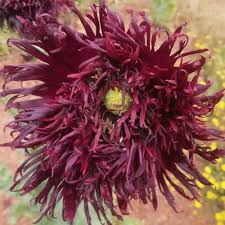 Image result for Papaver somniferum Black