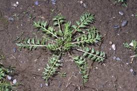 Image result for Coronopus didymus