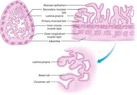 Image result for Seminal Vesicle