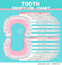 Tooth Eruption Chart Stock Illustration 38884525 Pixta