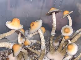 Image result for Sporobolus natalensis