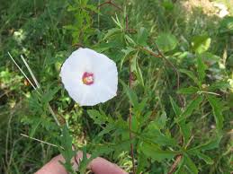 Image result for Merremia palmata