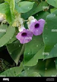 Image result for Argyreia nervosa