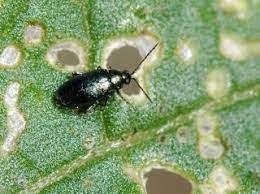 Made from water, vegetable oil (olive oil or canola), and pure organic liquid soap, this potent soapy water solution kills flea beetles and takes care of most pest problems. Flea Beetles In Home Gardens Umn Extension