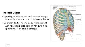 Radiology basics of chest ct anatomy with annotated coronal images and scrollable axial images to help medical students and junior doctors learning anatomy. Diaphragm And Chest Wall Anatomy With Some Clinical Correlates