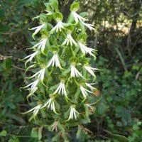 Image result for Bonatea antennifera