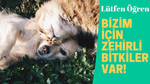 kedi ya da kopekler neden ot yer kedi ve kopek bakimi icin zehirli bi evcil hayvanlar kedi kopek