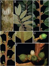 Image result for Pentaphylacaceae