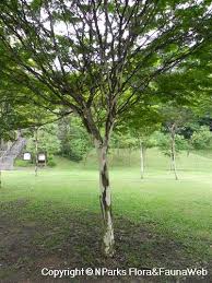 Image result for Caesalpinia ferrea