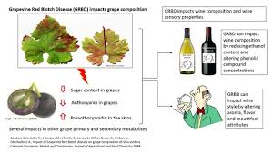 The wine has the sweet black cherry and dark berry fruit character that distinguishes california's finest cabernet sauvignons, and its ripe fruit is supported by velvety tannins. Molecules Free Full Text Impact Of Grapevine Red Blotch Disease On Cabernet Sauvignon And Merlot Wine Composition And Sensory Attributes Html