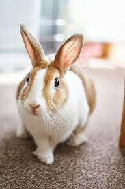 Their coats are a rust brown color with a lighter colored underbelly. Pin By Paige Crawley On Bunny Burrow Cute Animals Pet Bunny Beautiful Rabbit