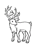 Caribou are the only deer family member (cervidae), where the bodies of the two sexes develop. Reindeers Coloring Pages Caribou