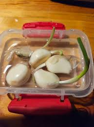 I love Coneflowers. They come back every year around my patio.