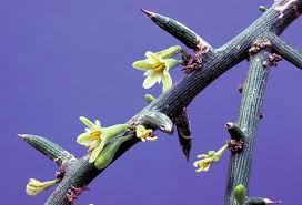 Image result for Adenia zambesiensis