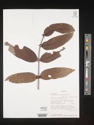 Image result for Polysphaeria lanceolata
