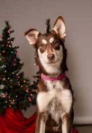 Puppies for sale from dog breeders near california. Annie Australian Shepherd Husky Mix Last Chance At Life