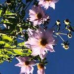 Image result for Dahlia excelsa