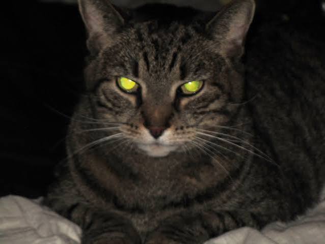 Why Cats' Eyes Glow in the Dark