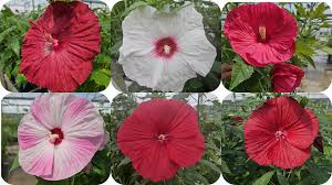 Image result for Hibiscus aponeurus