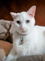 Can anyone put him in a Star Wars background?