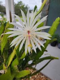Night Blooming Cereus Steals the Show at Om Grown Community Garden -  Hernando Sun